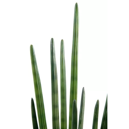 pointe SANSEVIERIA artificiel CYLINDRICA 90 cm