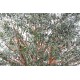 OLIVIER artificiel NEW TREE 350 cm