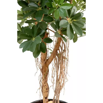 tronc SCHEFFLERA artificiel parasol ou arbre parapluie vert