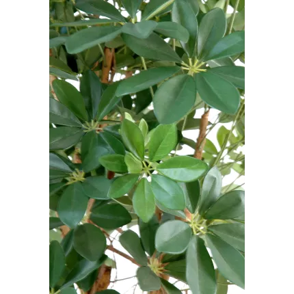 feuilles SCHEFFLERA artificiel parasol ou arbre parapluie vert