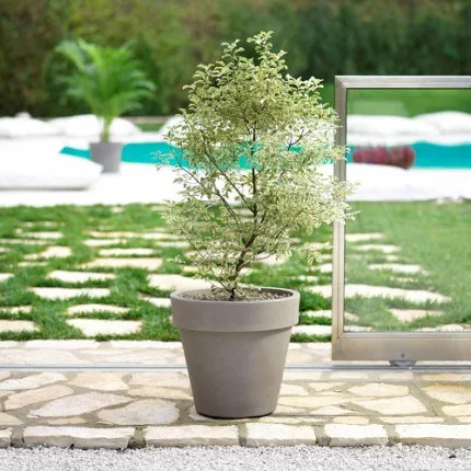 mise en situation classico prima capuccino dans la pelouse