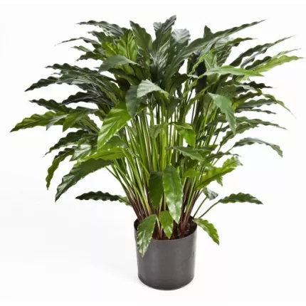 CALATHEA artificiel 86 cm