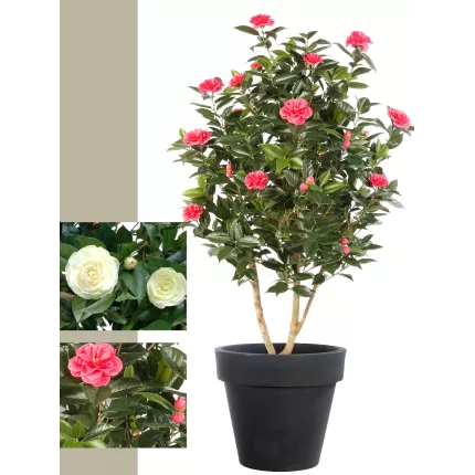 CAMELIA artificiel JAPONICA large 150 cm