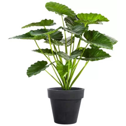 Alocasia Calidora Bush artificiel 75 et 95 cm en pot