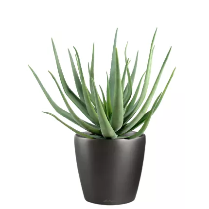 ALOEVERA artificiel 55 et 70 cm en pot