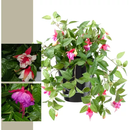 Fuchsia chute 40 cm