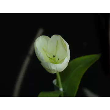 fleur TULIPE artificielle blanche- H37 cm