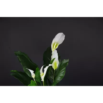 SPATHIPHYLLUM artificiel PLAST  80 cm