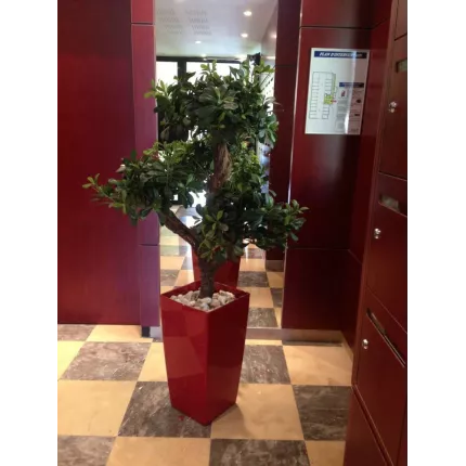 PITTOSPORUM artificiel MOUNTAIN tree ou Pittosporum  montagne 120 cm dans un hall d'entrée