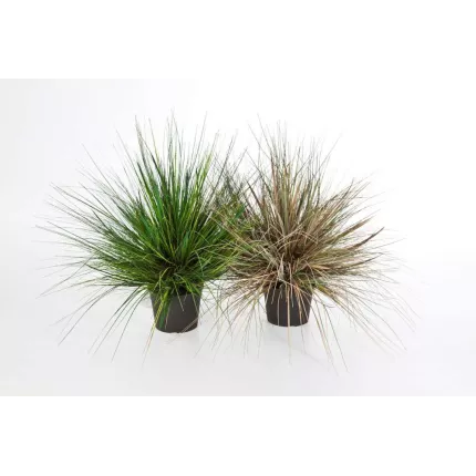 comparaison ONION GRASS artificiel AUTOMNE et  vert