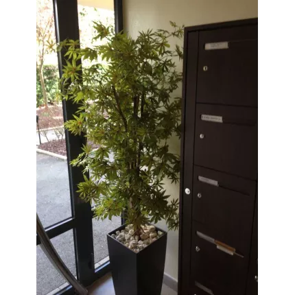 ERABLE artificiel DE LUXE (Aralia)  150 et 180 cm gold dans une entrée d'immeuble