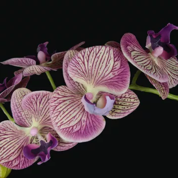 PHALAENOPSIS artificielle tombante  66 cm