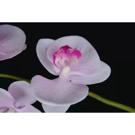 PHALAENOPSIS artificielle tombante  66 cm