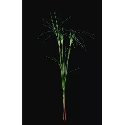 Tige de PAPYRUS  artificielle 75 cm (par 3)