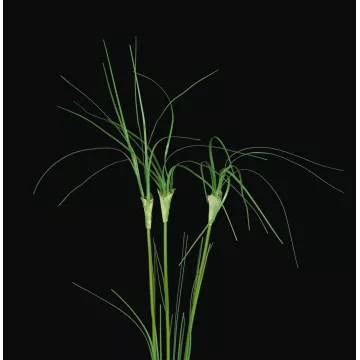 détails feuilles Tige de PAPYRUS  artificielle 75 cm (par 3)