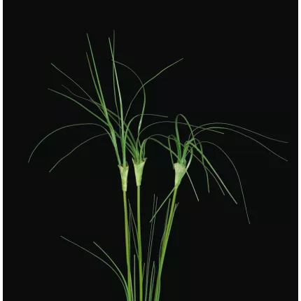 détails feuilles Tige de PAPYRUS  artificielle 75 cm (par 3)