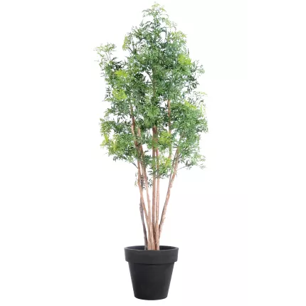 ARALIA artificiel MING NITIDA  180 cm avec pot de présentation