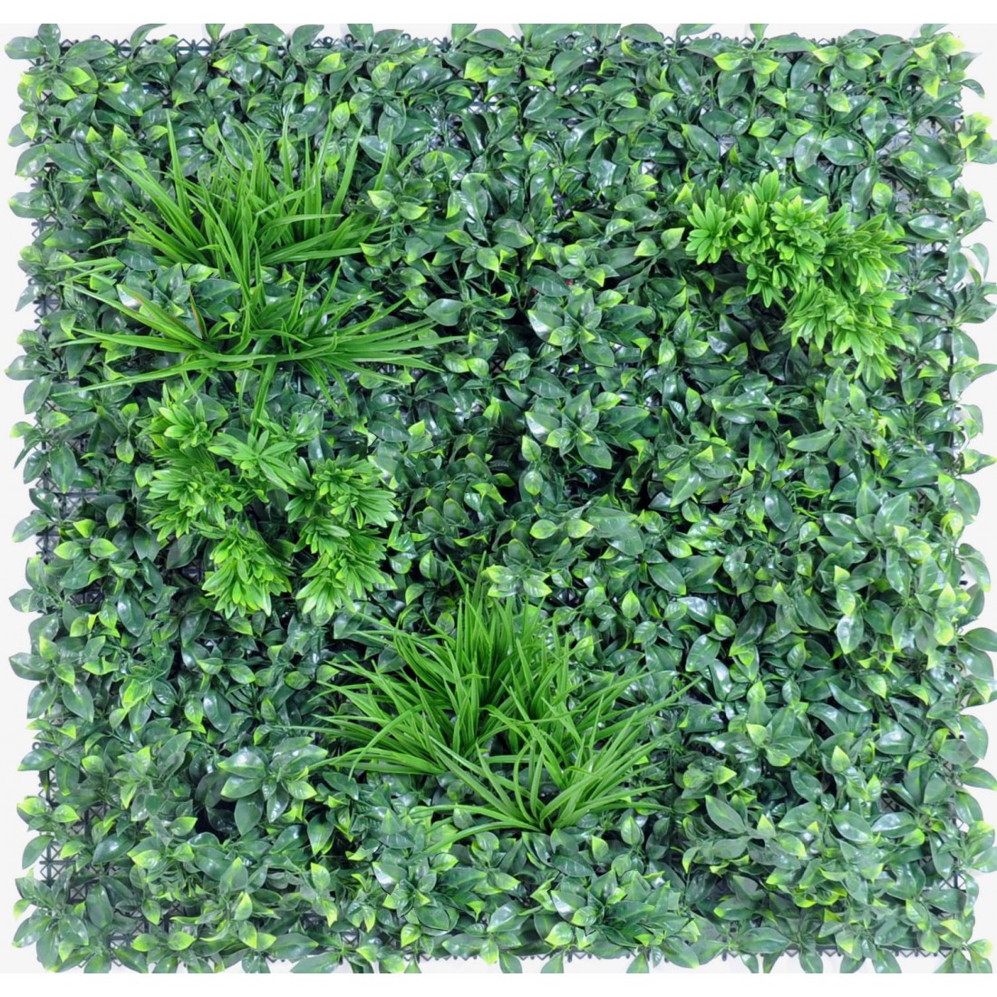 Mur vegetal e 100 x 100 cm - plantes et arbustes d'extérieur | Reflets  Nature