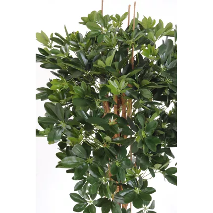 SCHEFFLERA artificiel 110 et 150cm vert et vert/jaune