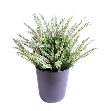 bruyère artificielle blanc en pot 35 cm en pot noir