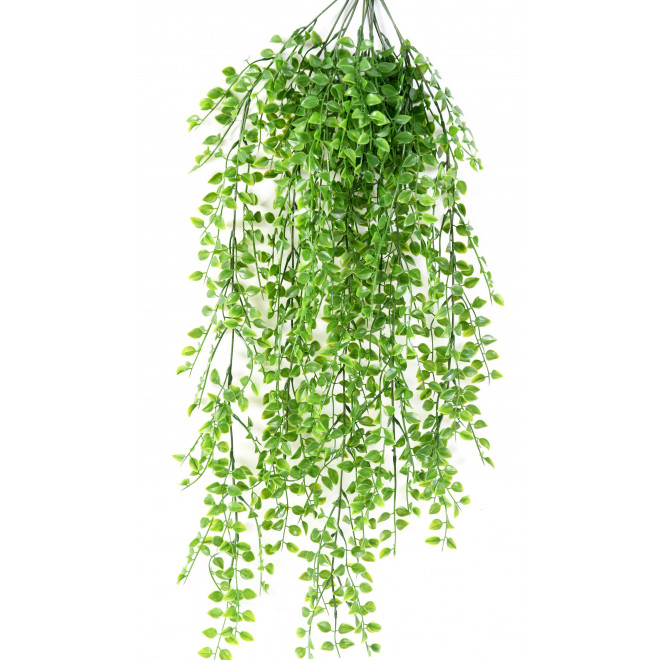 Callisia plast 80 cm - plantes pendantes et rampantes