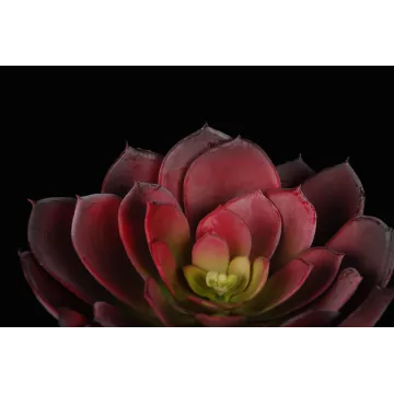 vu par dessus ECHEVERIA artificiel diam 23 cm