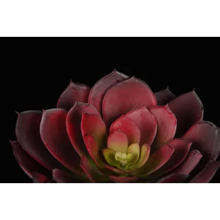 vu par dessus ECHEVERIA artificiel diam 23 cm