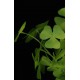 TREFFLE OXALIS vert artificiel en pot 25 cm