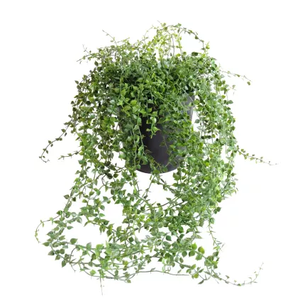 CALLISIA  plastique artificiel 70 cm en pot