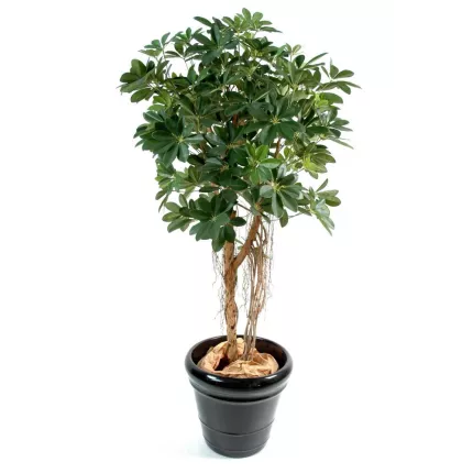 SCHEFFLERA artificiel parasol ou arbre parapluie vert en pot