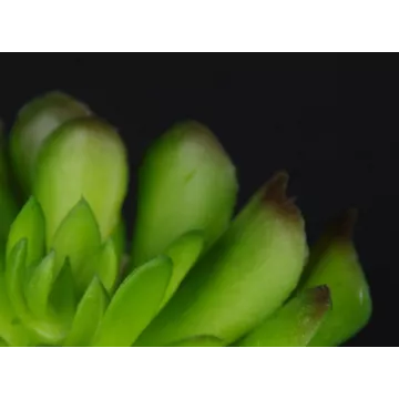 SUCCULENTES artificielles en pot 7 à 10 cm