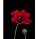 COQUELICOT artificiel 3 fleurons 65 cm rouge