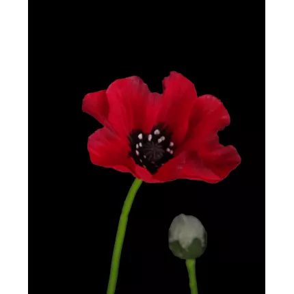 fleur et bouton COQUELICOT artificiel 3 fleurons 65 cm rouge