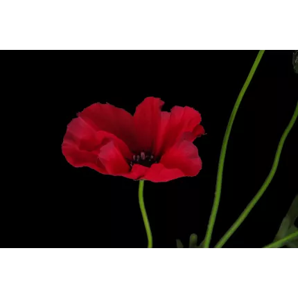 fleuron COQUELICOT artificiel 3 fleurons 65 cm rouge