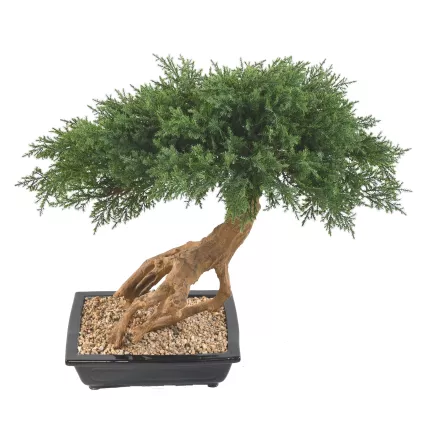 BONSAI artificiel JUNIPERUS en coupe  60 cm