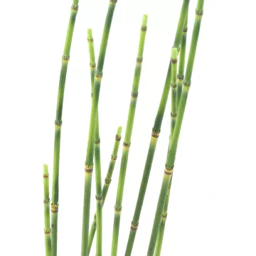tiges PRESLE artificielles  65 cm