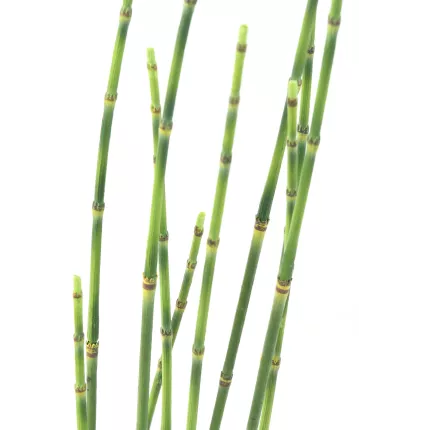 tiges PRESLE artificielles  65 cm