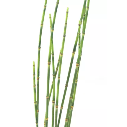 tiges PRESLE artificielles 100 cm