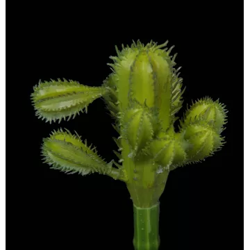 tête SUCCULENTE artificielle 19 cm