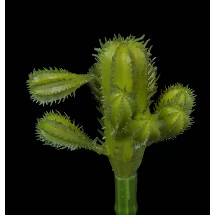 tête SUCCULENTE artificielle 19 cm