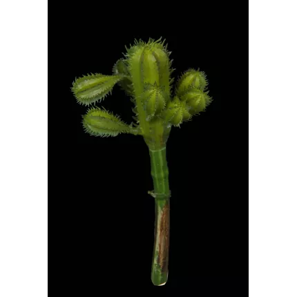 SUCCULENTE artificielle 19 cm sur fond noir