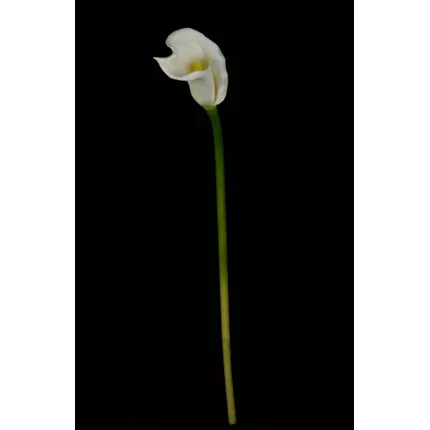 CALLA artificiel FLORA ou ARUM artificiel blanc 64 cm en tige