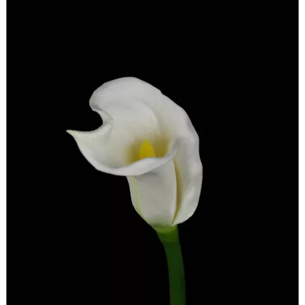 fleur CALLA artificiel FLORA ou ARUM artificiel blanc 64 cm