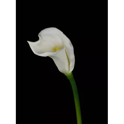 CALLA artificiel FLORA ou ARUM artificiel blanc 64 cm