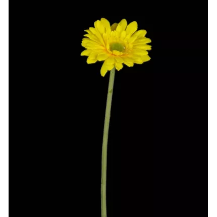 GERBERA mini artificiel jaune 37 cm