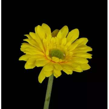 détails GERBERA mini artificiel jaune 37 cm