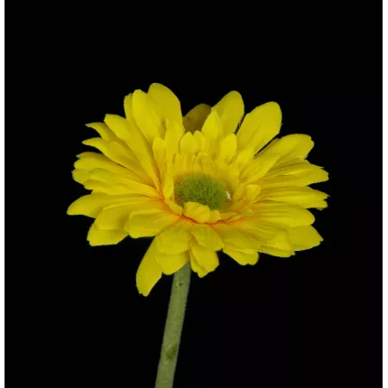 détails GERBERA mini artificiel jaune 37 cm