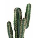 CACTUS artificiel Cereus 65 à 150 cm