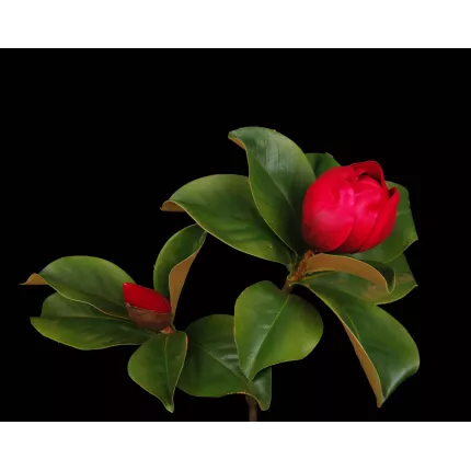 fleur et feuilles de la branche MAGNOLIA artificiel 90 cm