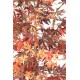 ARALIA artificiel DE LUXE (Erable) 150 cm automne